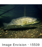 #15539 Picture Of Walleye Fish (Stizostedion Vitreum)
