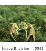 #15542 Picture Of A Crayfish Crawfish Crawdad (Astacidae)