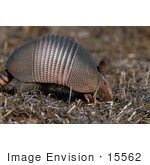 #15562 Picture Of A Nine-Banded Long-Nosed Armadillo (Dasypus Novemcinctus)