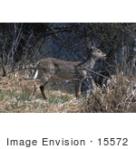 #15572 Picture Of A White-Tailed Deer At Swan River National Wildlife Refuge