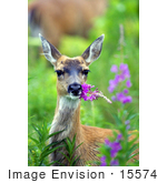 #15574 Picture Of A Sitka Deer (Odocoileus Hemionus Sitkensis) Eating Fireweed Flowers