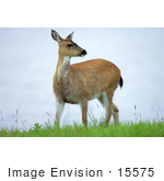 #15575 Picture Of A Sitka Deer (Odocoileus Hemionus Sitkensis)