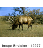 #15577 Picture Of An Elk Wapiti Grazing