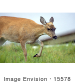 #15578 Picture Of A Sitka Black-Tailed Deer (Odocoileus Hemionus Sitkensis)