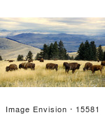 #15581 Picture Of A Herd Of Grazing Bison