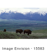 #15583 Picture Of Grazing Buffalo Near Mountains Montana