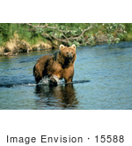 #15588 Picture Of A Brown Bear (Ursus Arctos) Standing In A Creek Alaska