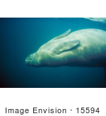 #15594 Picture Of A West Indian Manatee (Trichechus Manatus) Stretching