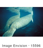 #15596 Picture Of West Indian Manatees (Trichechus Manatus)