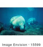 #15599 Picture Of A West Indian Manatee (Trichechus Manatus)