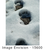 #15600 Picture of Bear Tracks in Snow by JVPD