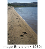 #15601 Picture Of Grizzly Bear Tracks Sithylemenkat Lake Kanuti National Wildlife Refuge