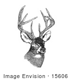 #15606 Picture Of White-Tailed Deer (Odocoileus Virginianus) With Antlers