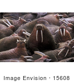 #15608 Picture Of A Walrus Herd (Odobenus Rosmarus) Crowding A Beach