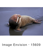 #15609 Picture Of A Walrus (Odobenus Rosmarus) On Wet Sand