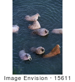 #15611 Picture Of Walruses (Odobenus Rosmarus) Swimming