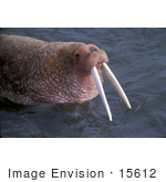 #15612 Picture Of A Tusked Walrus (Odobenus Rosmarus)