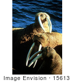 #15613 Picture Of Walruses (Odobenus Rosmarus)