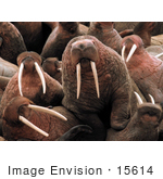 #15614 Picture Of Walruses (Odobenus Rosmarus)