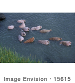 #15615 Picture Of A Swimming Walrus Herd (Odobenus Rosmarus)