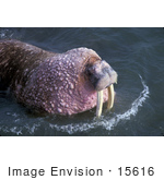 #15616 Picture Of A Large Swimming Walrus (Odobenus Rosmarus)