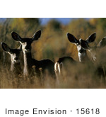 #15618 Picture Of A Herd Of Mule Deer (Odocoileus Hemionus)