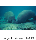 #15619 Picture Of A West Indian Manatee (Trichechus Manatus) Rooting In Sand