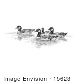 #15623 Picture Of Aleutian Canada Geese (Branta Canadensis Leucognaphalus)