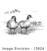 #15624 Picture Of Aleutian Canada Geese (Branta Canadensis Leucognaphalus)