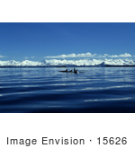 #15626 Picture Of An Orca Killer Whale Pod (Orcinus Orca) Alaska