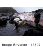 #15627 Picture Of People Helping A Sperm Whale Beached On Shore
