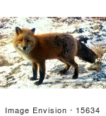 #15634 Picture Of A Red Fox (Vulpes Vulpes) In Snow