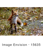 #15635 Picture Of A Red Fox (Vulpes Vulpes) In Potters Marsh Alaska