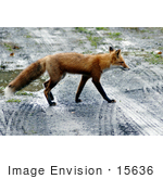 #15636 Picture Of A Red Fox Crossing A Road In Potter’S Marsh Alaska