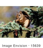 #15639 Picture Of A North American Red Squirrel (Tamiasciurus Hudsonicus)
