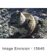 #15640 Picture Of A Ground Squirrel Eating
