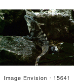 #15641 Picture Of A Spinytail Iguana On A Rock