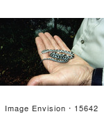 #15642 Picture Of A Man Holding A Young Rat Snake