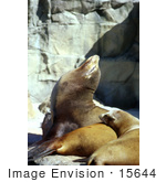 #15644 Picture Of Harbor Seals Harbour Seals Common Seals (Phoca Vitulina) Sunning