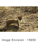 #15650 Picture Of A Short-Tailed Weasel Stoat Ermine (Mustela Erminea)