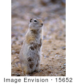 #15652 Picture Of An Alert Ground Squirrel