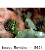 #15654 Picture Of A Prickly Pear Cactus