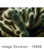 #15658 Picture Of A Teddy Bear Cholla Cactus (Opuntia Bigelovii)