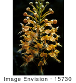 #15730 Picture Of Yellow Fringed Orchid Flowers (Habenaria Ciliaris)