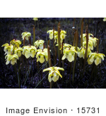 #15731 Picture Of Pale Pitcher Plant Flowers (Sarracenia Alata)