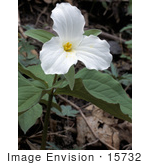 #15732 Picture Of Large Flowered Trillium (Trillium Grandiflorum) Flower