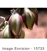 #15733 Picture Of Narrow-Leafed Yucca Flowers