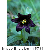 #15734 Picture Of Chocolate Lily Indian Rice Wild Rice Lily Northern Rice Root Rice Lily Skunk Lily Dirty Diaper Lily Outhouse Lily (Fritillaria Camschatcensis)