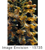 #15735 Picture Of Yellow Fringed Orchids (Habenaria Ciliaris)