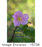 #15738 Picture Of Wild Rose Prickly Rose Arctic Rose (Rosa Acicularis)